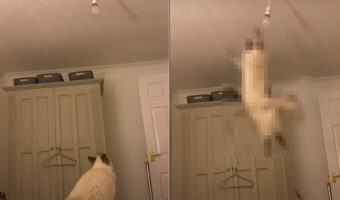シーリングライトが気になる猫。飛びかかる気満々のようですが、不安定のベッドの上からのジャンプは果たして届くのか!?【海外・動画】