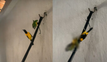 ハンモックの片隅で羽を休めている2羽の鳥。仲良くくつろいでいるのかと思いきや・・、一羽が『驚愕の行動』に出ました！【海外・動画】