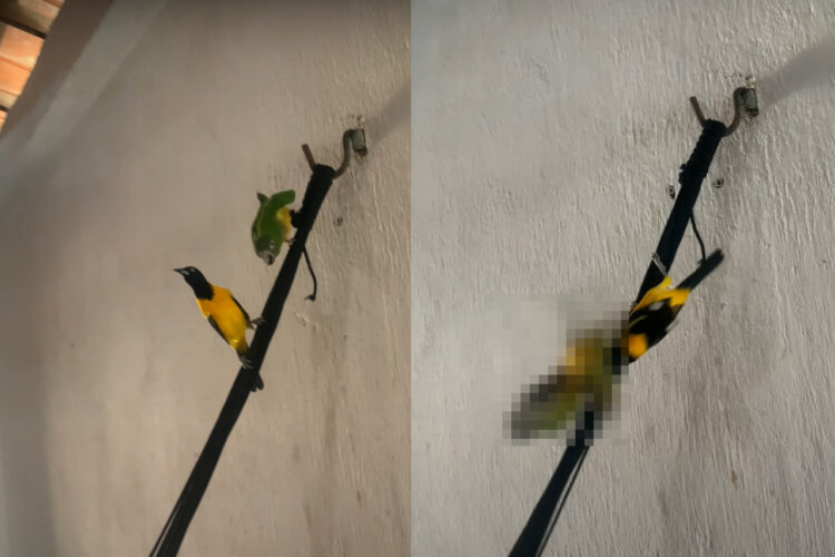 ハンモックの片隅で羽を休めている2羽の鳥。仲良くくつろいでいるのかと思いきや・・、一羽が『驚愕の行動』に出ました！【海外・動画】