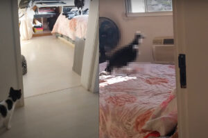 ベッドの上にやって来たまさかすぎる珍客。その姿を見て、ネコも固まってしまっています【海外・動画】