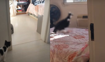 ベッドの上にやって来たまさかすぎる珍客。その姿を見て、ネコも固まってしまっています【海外・動画】