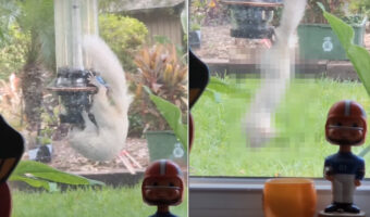 アルビノと思われる真っ白な体のリス。野鳥用のエサ箱から食事をしていると思いきや・・、マッスルな動きを見せてれました!!【アメリカ・動画】