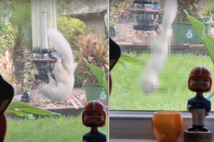 アルビノと思われる真っ白な体のリス。野鳥用のエサ箱から食事をしていると思いきや・・、マッスルな動きを見せてれました！！【アメリカ・動画】