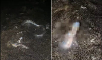 夜中の砂浜に大量の魚が！砂浜に埋もれているものまでいるので事故のようにも見えますが、これは『グルニオン』という魚の産卵風景なんです！！