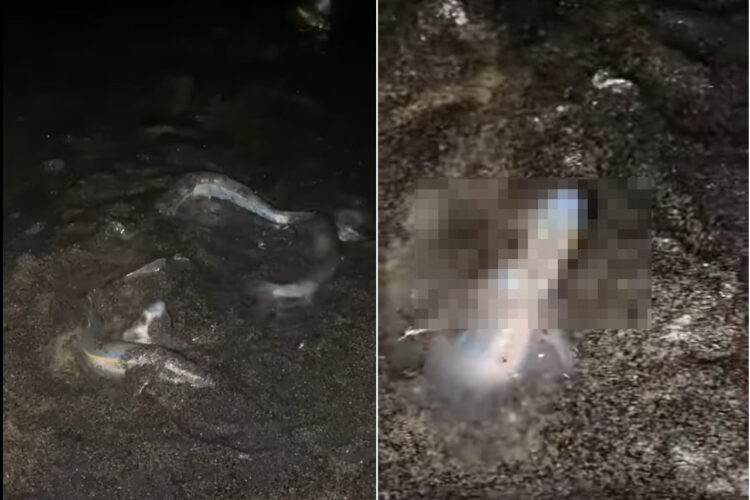 夜中の砂浜に大量の魚が！砂浜に埋もれているものまでいるので事故のようにも見えますが、これは『グルニオン』という魚の産卵風景なんです！！