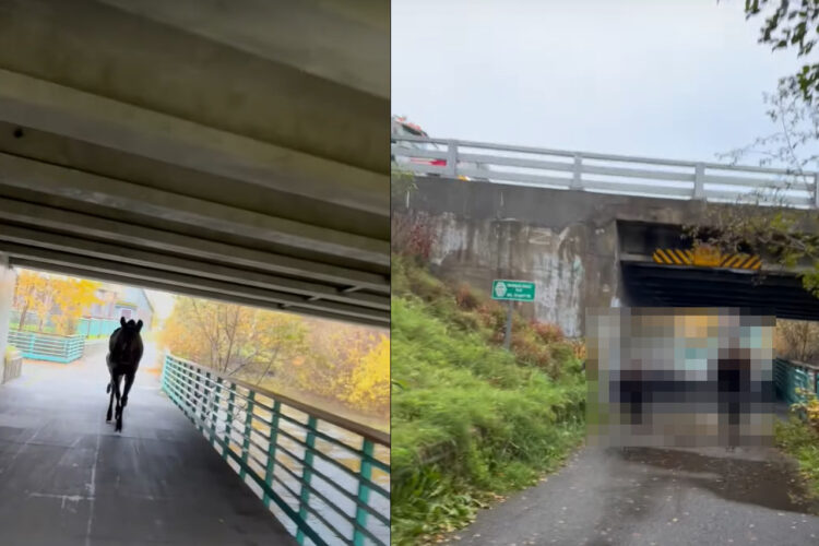 アラスカだとよくある光景なの？サイクリングを楽しんでいたら、『ある動物の親子』に追いかけられる事態に？！【アメリカ・動画】