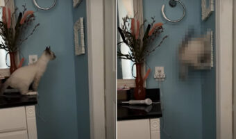 鏡の中に広がる世界が気になる様子の猫。鏡の向こうに向かおうと、チェストの上からジャンプをしてみせるのですが・・【アメリカ・動画】