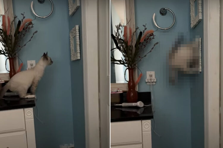 鏡の中に広がる世界が気になる様子の猫。鏡の向こうに向かおうと、チェストの上からジャンプをしてみせるのですが・・【アメリカ・動画】