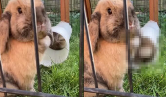 ペット用チューブトンネルから出てくるウサギたち。ところが毎回、なぜかお尻から登場してくるのです!!【海外・動画】