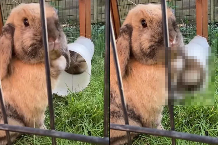 ペット用チューブトンネルから出てくるウサギたち。ところが毎回、なぜかお尻から登場してくるのです！！【海外・動画】