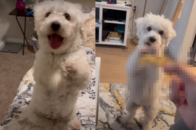 見事なおねだりを見せるビションフリーゼ。こんな仕草をされたら、「何が欲しいの？」と聞いてあげたくなっちゃいます！！【アメリカ・動画】