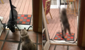 格の違いを一緒に暮らす犬に見せたかった?愛犬がメッシュスクリーンをくぐって来ると、猫が対抗するような姿を見せました!!【アメリカ・動画】