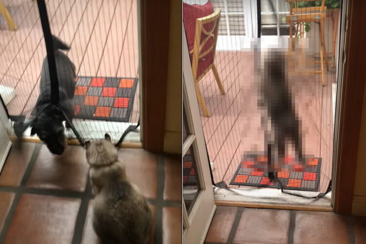 格の違いを一緒に暮らす犬に見せたかった？愛犬がメッシュスクリーンをくぐって来ると、猫が対抗するような姿を見せました！！【アメリカ・動画】