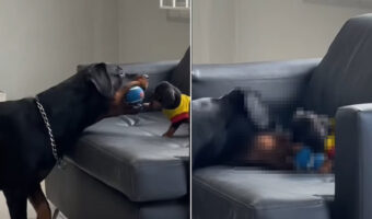 自分の頭ほどの大きさしか無い子犬と遊ぶ愛犬。一緒に遊ぼう!とボールを持ってくる姿が尊い【海外・動画】