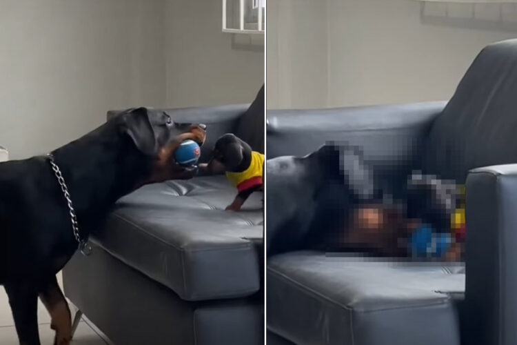 自分の頭ほどの大きさしか無い子犬と遊ぶ愛犬。一緒に遊ぼう！とボールを持ってくる姿が尊い【海外・動画】