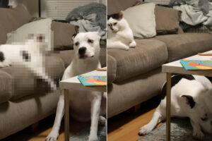 指示に従いしっかりと「伏せ」をしてみせる愛犬。だけどビックリ！その指示を与えたのは飼い主さんではなく・・！！【海外・動画】