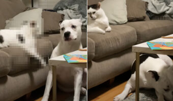 指示に従いしっかりと「伏せ」をしてみせる愛犬。だけどビックリ！その指示を与えたのは飼い主さんではなく・・！！【海外・動画】