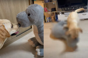 大きなぬいぐるみに近寄るラブラドールの子犬。鼻先をコツンと合わせる姿が微笑ましいと思いきや、次の瞬間事態が大きく変わったのです！！