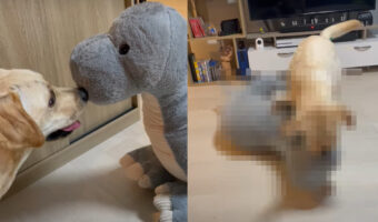 大きなぬいぐるみに近寄るラブラドールの子犬。鼻先をコツンと合わせる姿が微笑ましいと思いきや、次の瞬間事態が大きく変わったのです!!