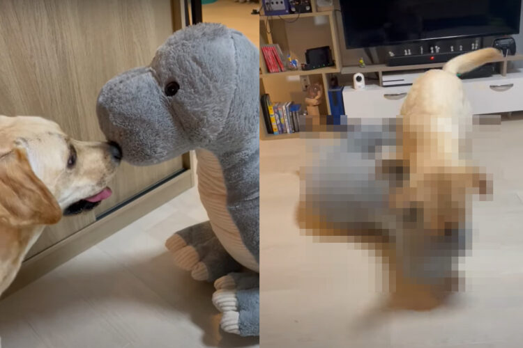 大きなぬいぐるみに近寄るラブラドールの子犬。鼻先をコツンと合わせる姿が微笑ましいと思いきや、次の瞬間事態が大きく変わったのです！！