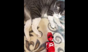 赤べこならぬ“猫べこ”！？動きを真似してゆらゆらと首振りをする猫が可愛い！最後は予想外すぎる展開に！