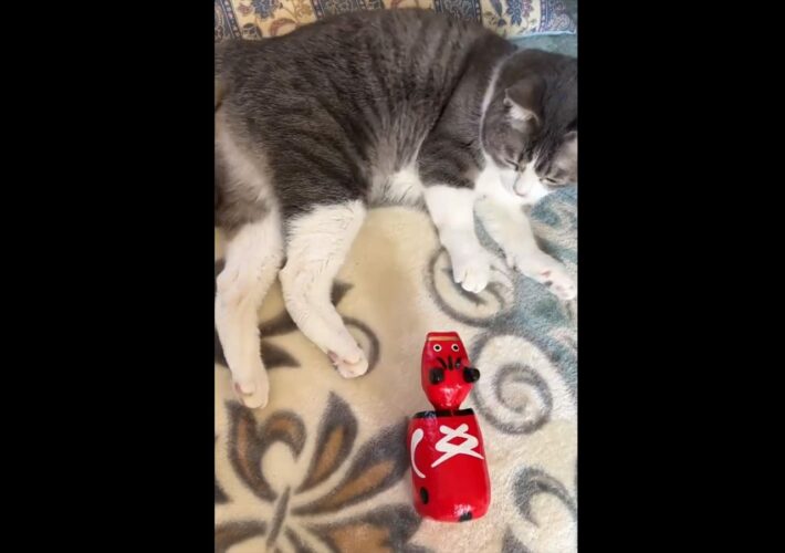 赤べこならぬ“猫べこ”！？動きを真似してゆらゆらと首振りをする猫が可愛い！最後は予想外すぎる展開に！