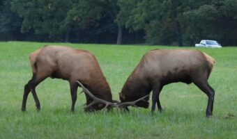 ワピチが角で突き合う激しいバトルをしてる!両者一歩も譲らぬその戦い、決着は果たして!!【アメリカ・動画】