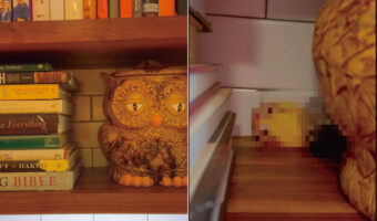 フクロウの置物の後ろから姿をあらわしたシロハラインコ。その登場の仕方にビックリ！！【アメリカ・動画】