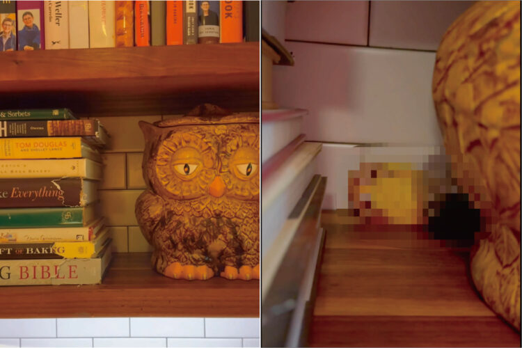 フクロウの置物の後ろから姿をあらわしたシロハラインコ。その登場の仕方にビックリ！！【アメリカ・動画】