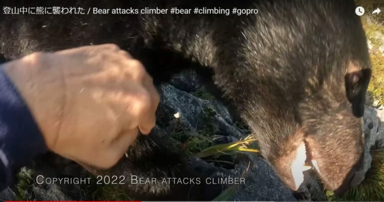 【九死に一生を得た映像 】登山中にクマの襲撃！咄嗟に反撃してクマを見事に撃退した動画が世界で話題に！！
