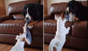 バーニーズ・マウンテン・ドッグとジャック・ラッセル・テリアがぬいぐるみを激しく奪い合い！その勝負の結末は・・【海外・動画】