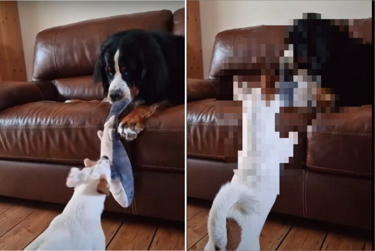バーニーズ・マウンテン・ドッグとジャック・ラッセル・テリアがぬいぐるみを激しく奪い合い！その勝負の結末は・・【海外・動画】