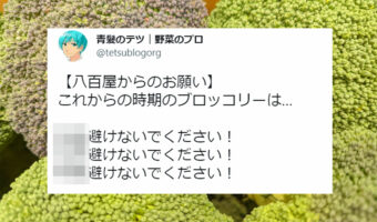【野菜ライフハック】知らなかった!ブロッコリーの選び方。旬を迎えるこれからの時期に役立つこと間違いなし!