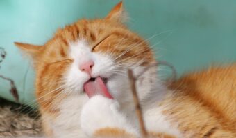 昔の人も猫が大好きだった!100年以上前に作られた猫の鳴き声だけで構成された曲があった!