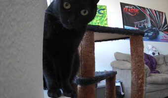 部屋の片隅でペットカメラを発見した猫。飼い主さんの操作で動くこのカメラをオモチャだと思ったようで、倒すと満足気に見下ろしてみせました