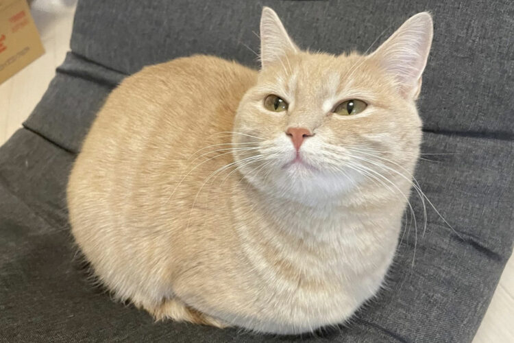 お行儀よく座っている姿がキュート。その姿はまるできなこもち！？