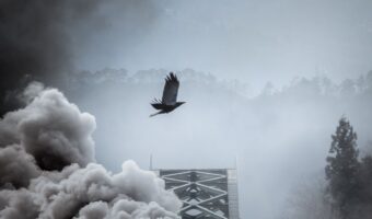 【奇跡の一枚】カラスを撮影するつもりが、『とあるもの』が入り込んでスゴい写真に!