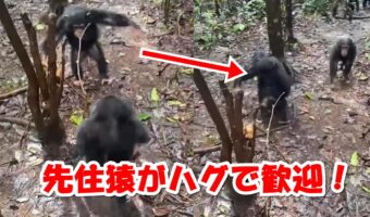 保護され新しい家族と対面したチンパンジーの赤ちゃん、先住チンパンジーから温かい歓迎のハグを受ける姿に涙が出る!