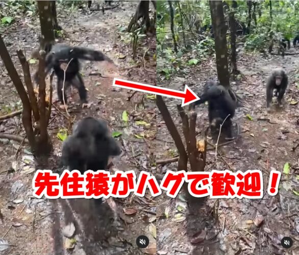 保護され新しい家族と対面したチンパンジーの赤ちゃん、先住チンパンジーから温かい歓迎のハグを受ける姿に涙が出る！