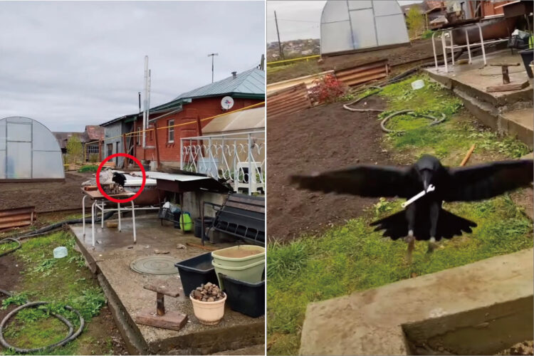 工具箱の前に立つカラス。なにかイタズラでもしでかすのかと思いきやとんでもない！とっても賢くていい子だったのです！！【海外・動画】