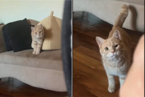 だるまさんがころんだをしている？飼い主さんが顔を覗かせる度にほんの少しずつ動きを見せる猫。最後は飼い主さんの足元までやって来てくれました！！