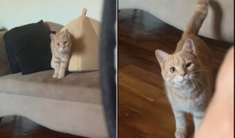 だるまさんがころんだをしている？飼い主さんが顔を覗かせる度にほんの少しずつ動きを見せる猫。最後は飼い主さんの足元までやって来てくれました！！