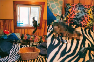 窓から外を眺める猫。その足元のベッドの上には・・、『ごめん寝』している子の姿もありました【アメリカ・動画】