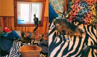 窓から外を眺める猫。その足元のベッドの上には・・、『ごめん寝』している子の姿もありました【アメリカ・動画】