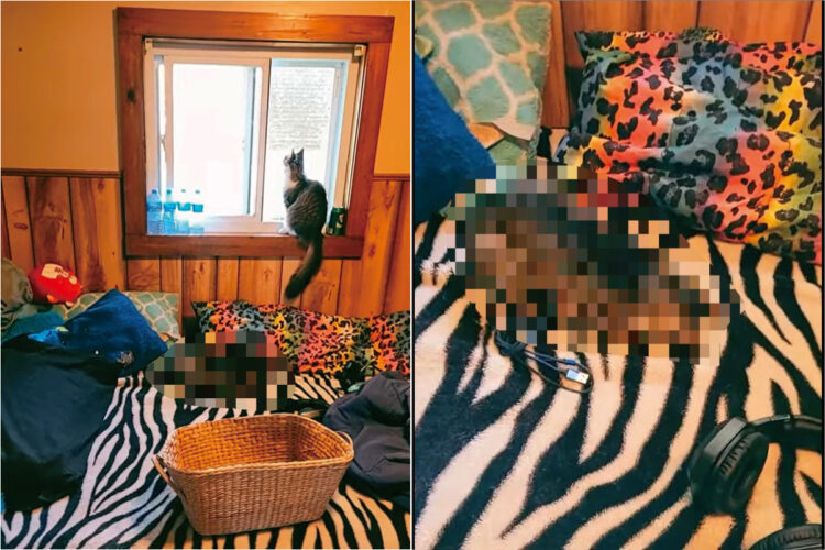 窓から外を眺める猫。その足元のベッドの上には・・、『ごめん寝』している子の姿もありました【アメリカ・動画】