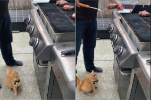 バーベキューに参加した子猫は、グリルで焼かれるお肉が気になるみたい！「ちょうだい！」と訴えるかのように鳴き声をあげています【海外・動画】
