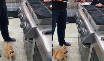 バーベキューに参加した子猫は、グリルで焼かれるお肉が気になるみたい！「ちょうだい！」と訴えるかのように鳴き声をあげています【海外・動画】