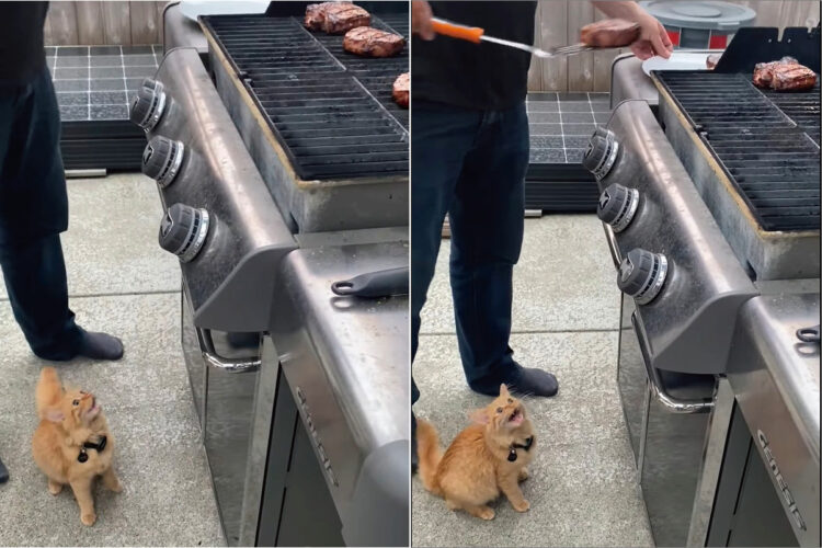 バーベキューに参加した子猫は、グリルで焼かれるお肉が気になるみたい！「ちょうだい！」と訴えるかのように鳴き声をあげています【海外・動画】