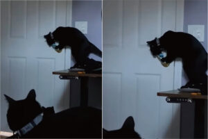 ドアノブにおててをかける猫。ビックリな行動をみせたこの子や他の猫の安全のため、部屋の模様替えなどをしないといけないかも・・しれません