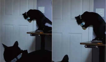 ドアノブにおててをかける猫。ビックリな行動をみせたこの子や他の猫の安全のため、部屋の模様替えなどをしないといけないかも・・しれません